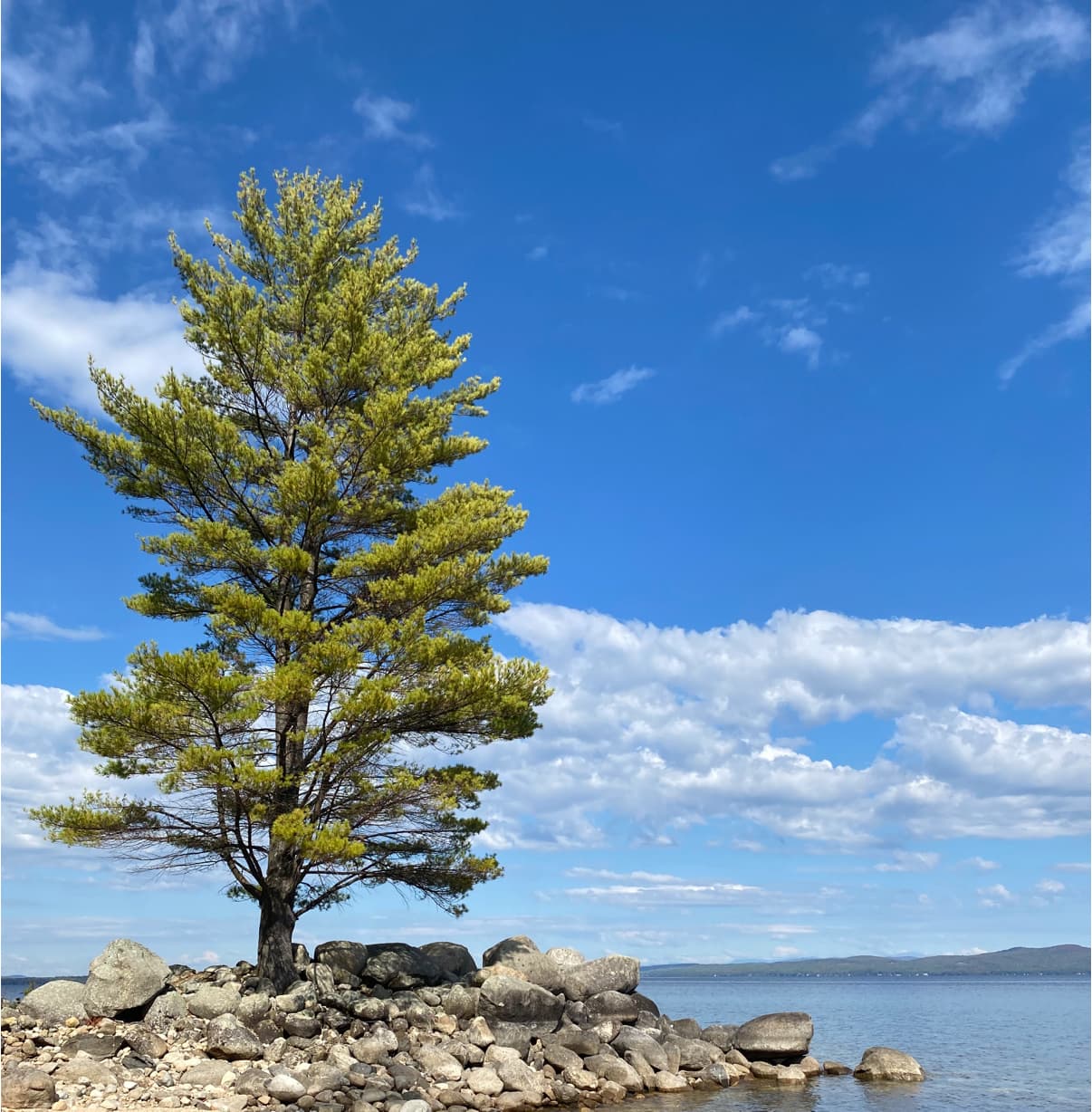A large tree with green leaves and rocks surrounding it on the water with blue skies
