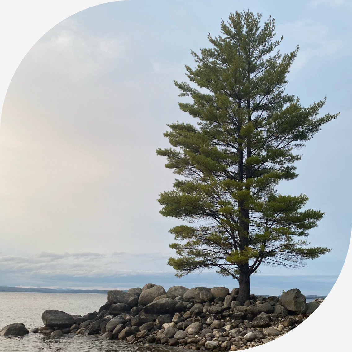 Single tree with green leaves and rocks surrounding it on the water